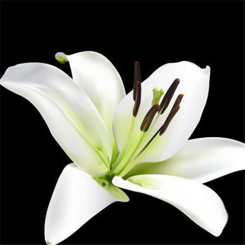 百合视频