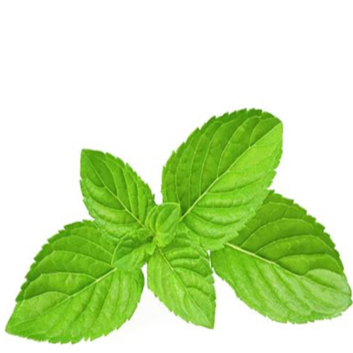 薄荷影视