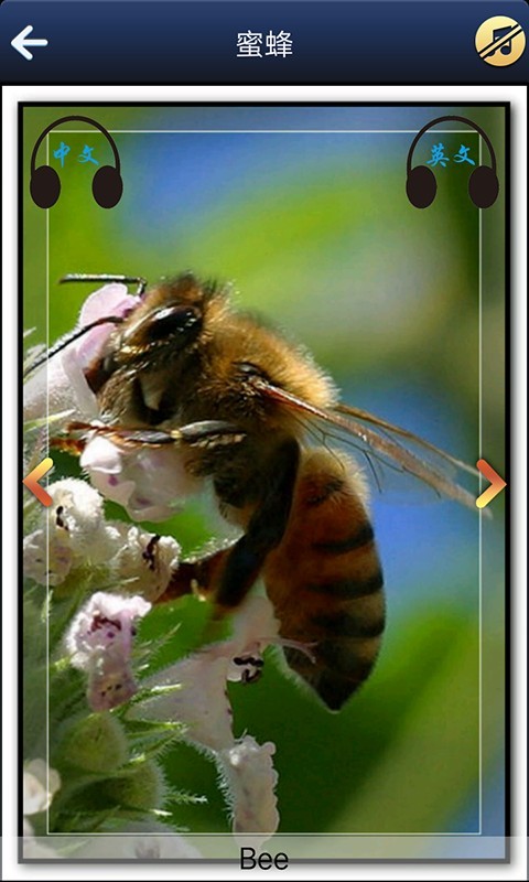 宝宝看图学英语