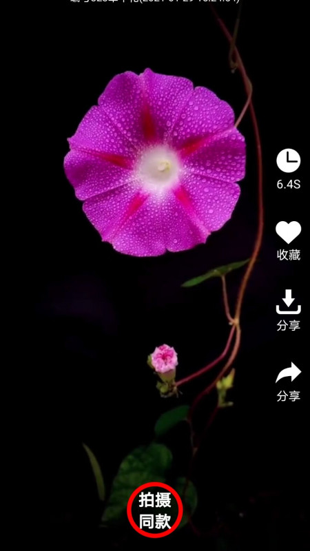 左拍 V5.1.1 安卓版截图3