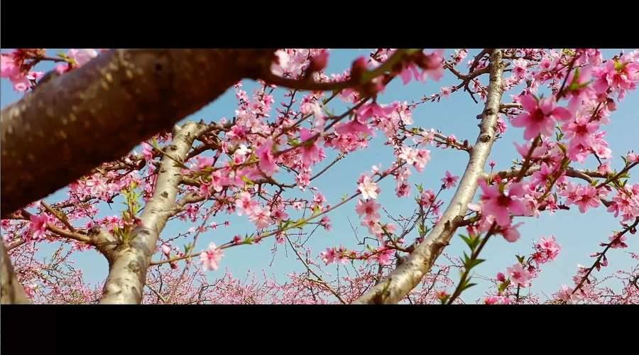 桃花视频在线观看免费观看: 桃花视频在线观看免费观看: