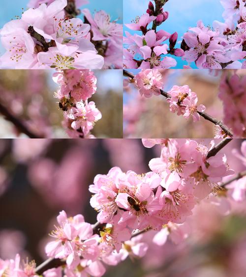 桃花视频在线观看免费观看: 桃花视频在线观看免费观看: