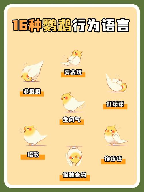 鹦鹉视频分享平台最新版v1.0.0:独家解析新视频平台v1.0.0 鹦鹉视频分享平台最新版v1.0.0:独家解析新视频平台v1.0.0