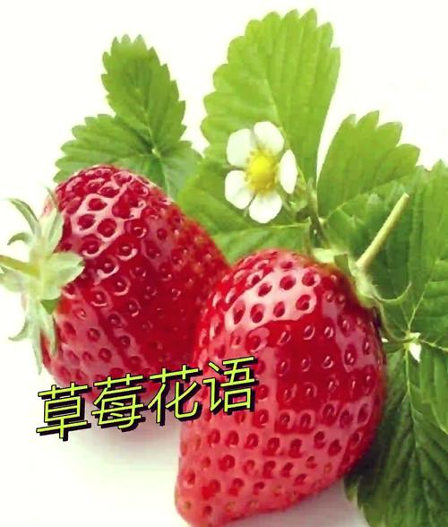 菠萝蜜草莓香蕉向日葵最新版:最新水果组合大揭秘 菠萝蜜草莓香蕉向日葵最新版:最新水果组合大揭秘