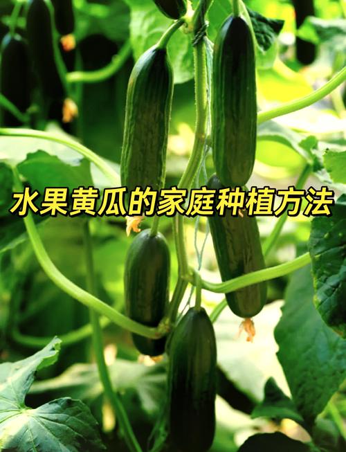 蝌蚪黄瓜草莓秋葵绿巨人榴莲ios:掌握五大水果种植秘诀 蝌蚪黄瓜草莓秋葵绿巨人榴莲ios:掌握五大水果种植秘诀