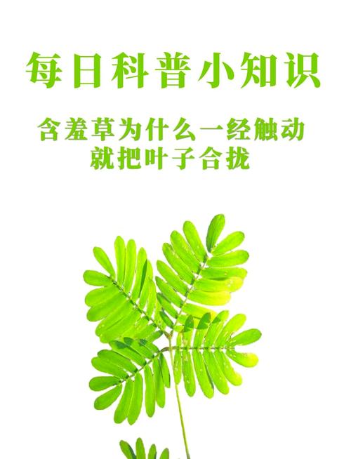 含羞草实验所揭秘7大入口免直接进入独家技巧