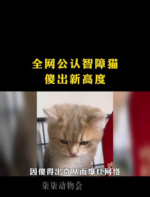 傻猫追剧令人疯狂沉迷,网友这简直是视觉享受极致体验! 傻猫追剧令人疯狂沉迷,网友这简直是视觉享受极致体验!