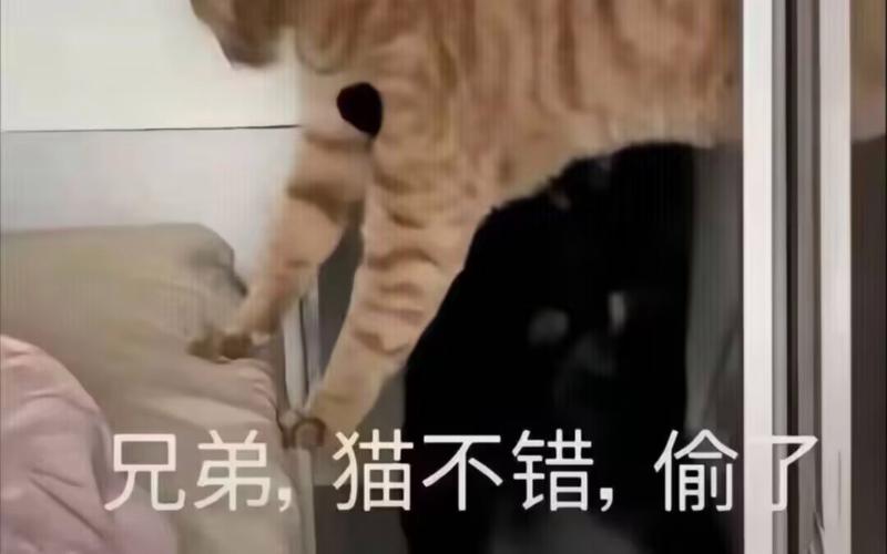 傻猫追剧令人疯狂沉迷,网友这简直是视觉享受极致体验! 傻猫追剧令人疯狂沉迷,网友这简直是视觉享受极致体验!