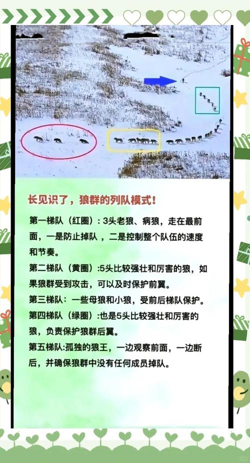 揭秘老狼卡二卡三卡四卡二4大关键点让你秒懂玄机 揭秘老狼卡二卡三卡四卡二4大关键点让你秒懂玄机