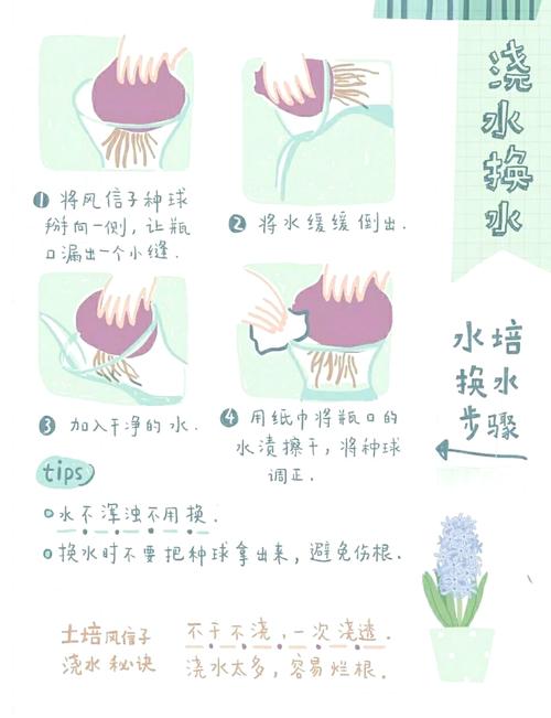 丝仙子养护技巧:全面解析功效与选购指南 丝仙子养护技巧:全面解析功效与选购指南