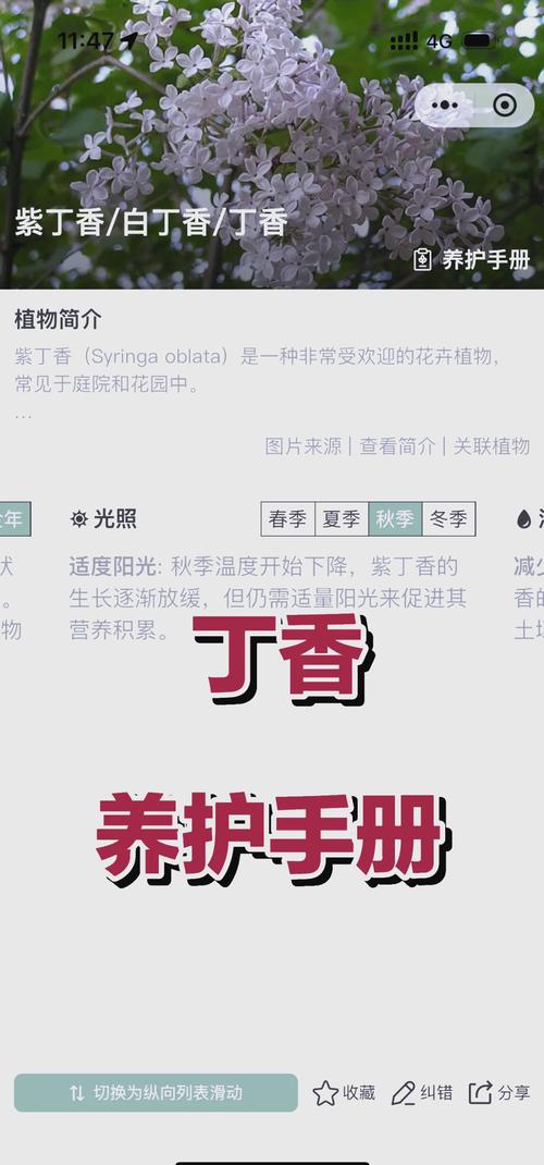 丁香五月观赏指南:婷婷绽放的庭院香花种植技巧与景观搭配 丁香五月观赏指南:婷婷绽放的庭院香花种植技巧与景观搭配