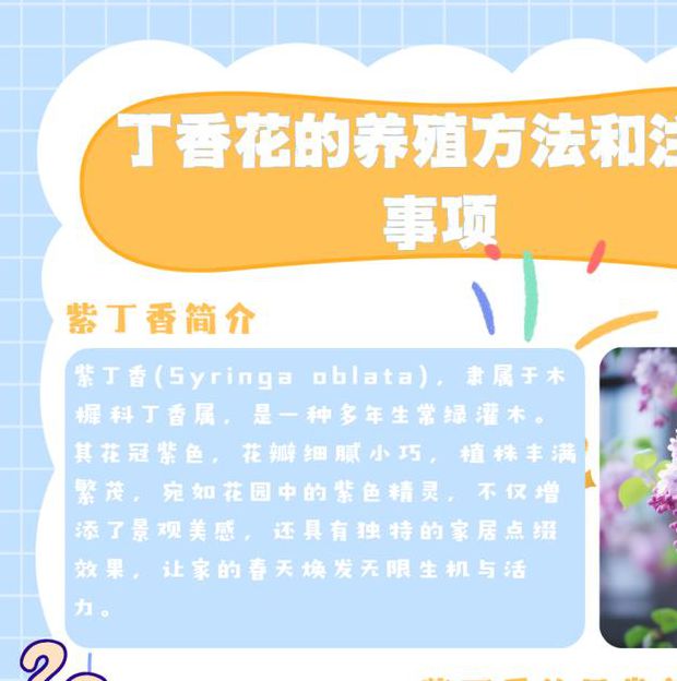丁香五月观赏指南:婷婷绽放的庭院香花种植技巧与景观搭配 丁香五月观赏指南:婷婷绽放的庭院香花种植技巧与景观搭配