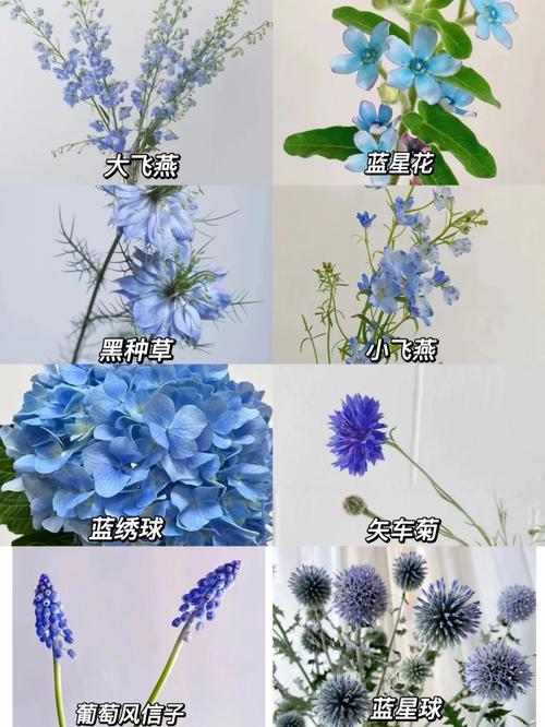 蓝儿花卉养护全攻略:品种选择、寓意解读与居家搭配长尾指南 蓝儿花卉养护全攻略:品种选择、寓意解读与居家搭配长尾指南