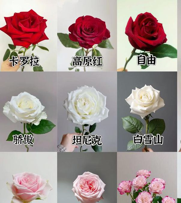 喜玫瑰品种推荐与养护技巧:打造高颜值庭院必备的5种耐寒玫瑰 喜玫瑰品种推荐与养护技巧:打造高颜值庭院必备的5种耐寒玫瑰