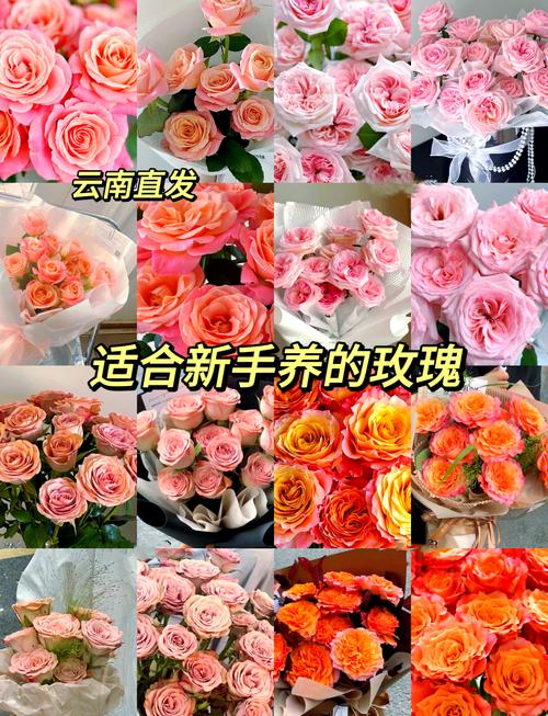 喜玫瑰品种推荐与养护技巧:打造高颜值庭院必备的5种耐寒玫瑰 喜玫瑰品种推荐与养护技巧:打造高颜值庭院必备的5种耐寒玫瑰