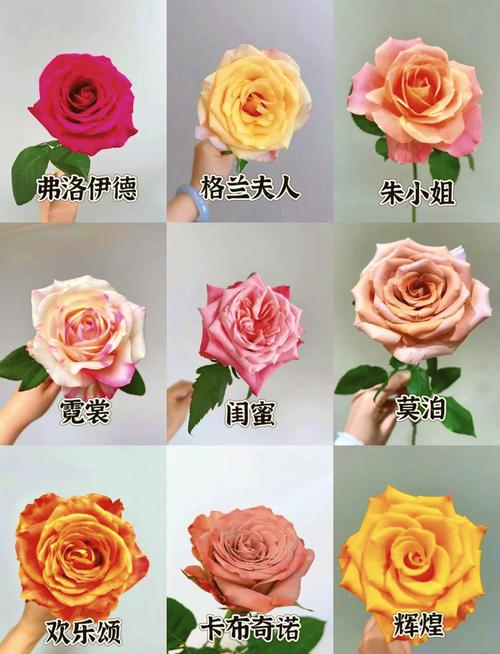 喜玫瑰品种推荐与养护技巧:打造高颜值庭院必备的5种耐寒玫瑰 喜玫瑰品种推荐与养护技巧:打造高颜值庭院必备的5种耐寒玫瑰