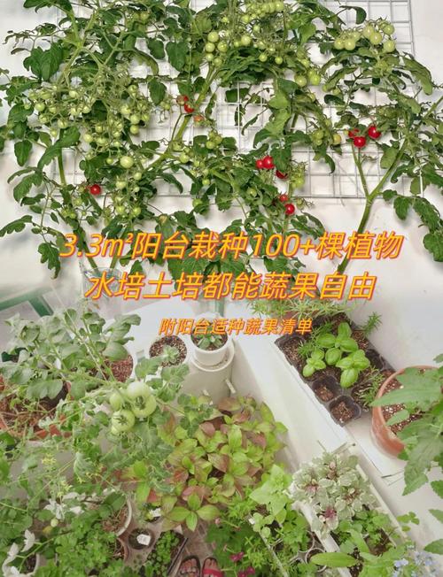 茄子香蕉榴莲草莓丝瓜向日葵家庭种植指南：阳台蔬果栽培技巧与健康搭配大全