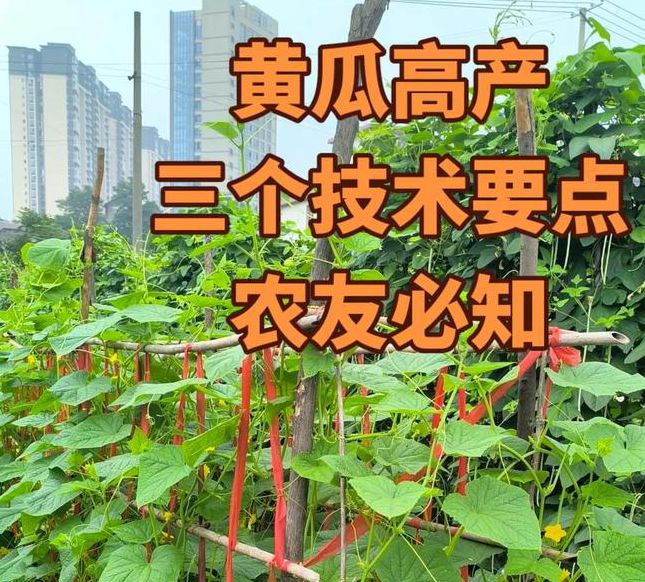 家庭菜园必看:樱桃丝瓜、绿巨人黄瓜、茄子3大品种种植全解析(附5个高产技巧) 家庭菜园必看:樱桃丝瓜、绿巨人黄瓜、茄子3大品种种植全解析(附5个高产技巧)
