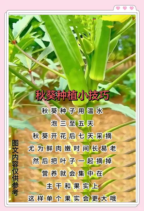 秋葵草莓丝瓜黄瓜绿巨人2025苹果种植全攻略：家庭菜园高效解决方案揭秘