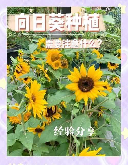 向日葵草莓榴莲丝瓜茄子种植技巧大全:新手必看的高产秘诀与病虫害防治指南 向日葵草莓榴莲丝瓜茄子种植技巧大全:新手必看的高产秘诀与病虫害防治指南