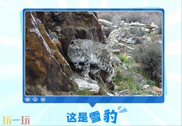 神秘雪豹皮肤暗藏生态密码？百里守约新造型引爆玩家期待！