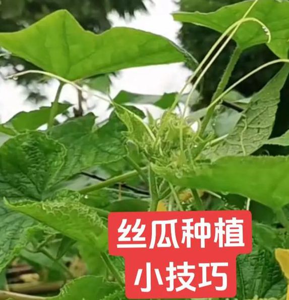 家庭种植丝瓜草莓向日葵,如何用芭比小猪鸭脖激发孩子兴趣?专家支招! 家庭种植丝瓜草莓向日葵,如何用芭比小猪鸭脖激发孩子兴趣?专家支招!