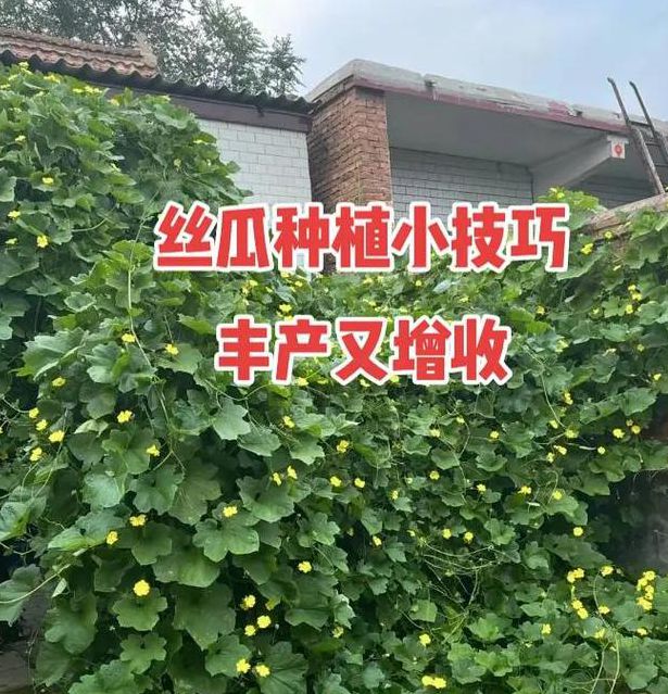 家庭种植丝瓜草莓向日葵,如何用芭比小猪鸭脖激发孩子兴趣?专家支招! 家庭种植丝瓜草莓向日葵,如何用芭比小猪鸭脖激发孩子兴趣?专家支招!