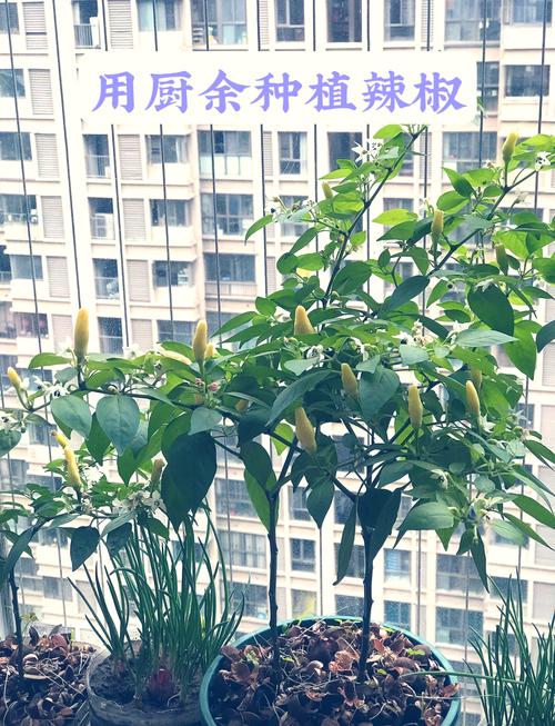 小辣椒高产种植技巧:新手也能轻松掌握的5大实用方法,家庭菜园产量翻倍 小辣椒高产种植技巧:新手也能轻松掌握的5大实用方法,家庭菜园产量翻倍