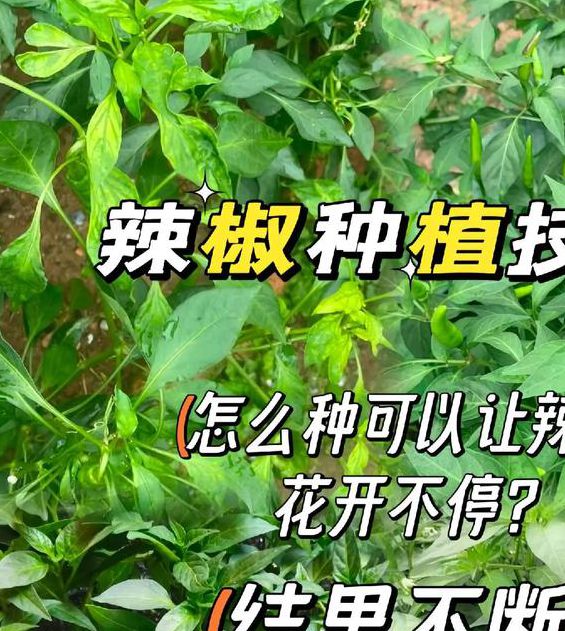 小辣椒高产种植技巧:新手也能轻松掌握的5大实用方法,家庭菜园产量翻倍 小辣椒高产种植技巧:新手也能轻松掌握的5大实用方法,家庭菜园产量翻倍