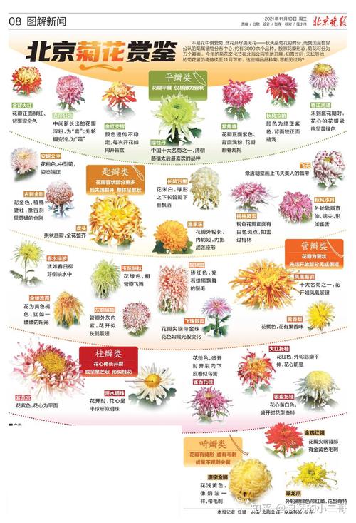 菊花香香儿1986为何备受追捧?家庭园艺爱好者必看的爆款品种解析 菊花香香儿1986为何备受追捧?家庭园艺爱好者必看的爆款品种解析