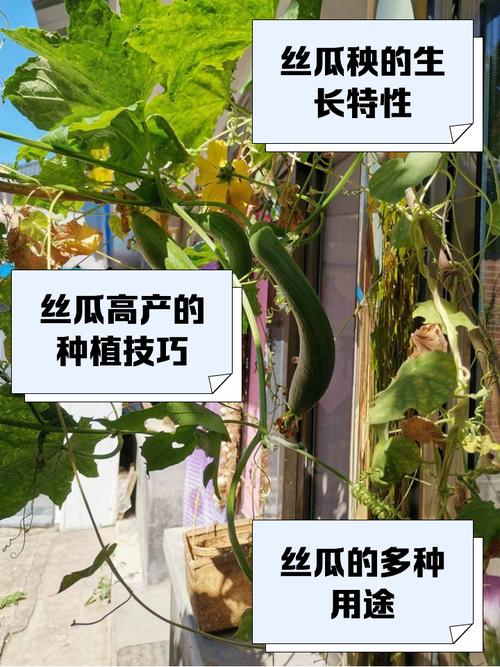 家庭菜园必种!草莓丝瓜向日葵秋葵黄瓜的5大高产技巧(附专家种植指南) 家庭菜园必种!草莓丝瓜向日葵秋葵黄瓜的5大高产技巧(附专家种植指南)