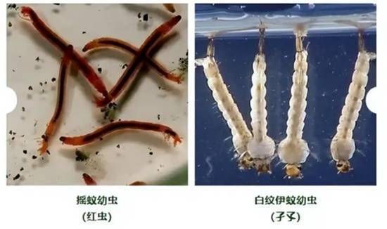 上海崇明岛发现珍稀物种：揭示长江口生态密码，助力生物多样性保护