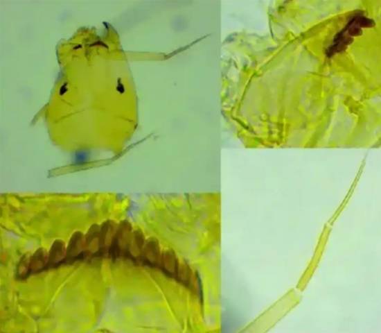 上海崇明岛发现珍稀物种：揭示长江口生态密码，助力生物多样性保护