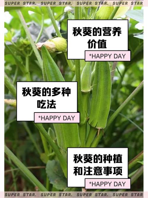 秋葵视频iOS无限制使用技巧：苹果用户免费畅享高清资源攻略
