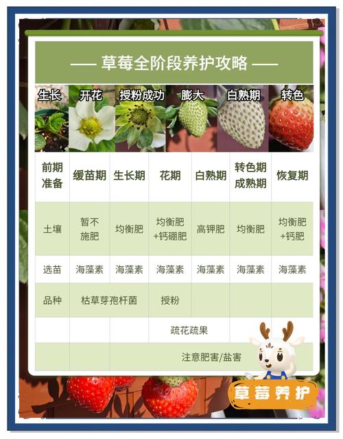 草莓榴莲与绿巨人丝瓜高效种植解决方案：揭秘四季丰收核心技巧