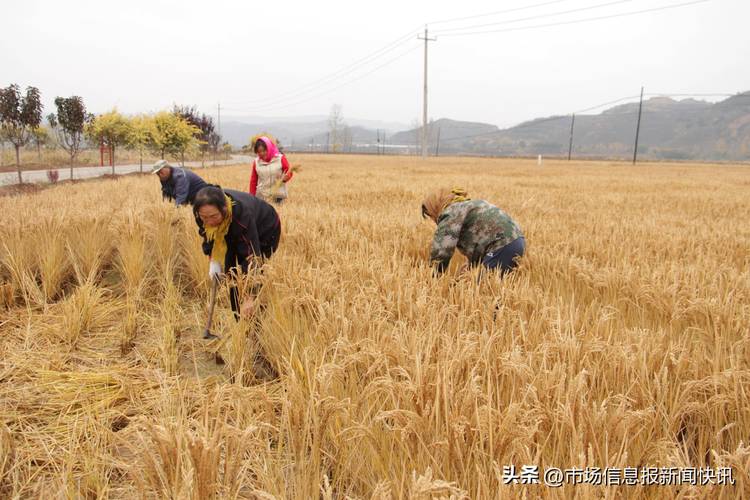 新省委书记施政纲领深度解析：3大核心政策与区域经济振兴路径