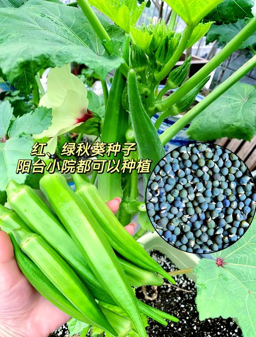 秋葵茄子丝瓜高效种植全攻略:绿巨人iOS免费版如何解决三大作物管理难题? 秋葵茄子丝瓜高效种植全攻略:绿巨人iOS免费版如何解决三大作物管理难题?