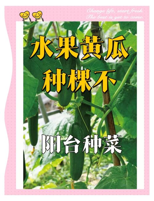 5种阳台果蔬种植技巧：草莓丝瓜向日葵黄瓜榴莲新手入门指南