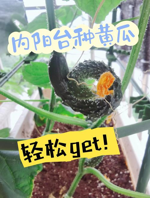 5种阳台果蔬种植技巧：草莓丝瓜向日葵黄瓜榴莲新手入门指南