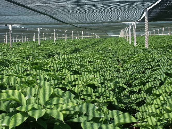 夏目奈奈种子高效种植指南:如何提升发芽率与科学养护技巧解析 夏目奈奈种子高效种植指南:如何提升发芽率与科学养护技巧解析