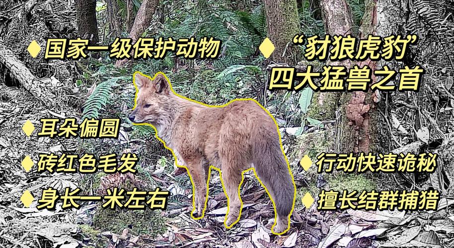 豺狼社区真的存在吗?揭秘其背后的真相与生存法则 豺狼社区真的存在吗?揭秘其背后的真相与生存法则