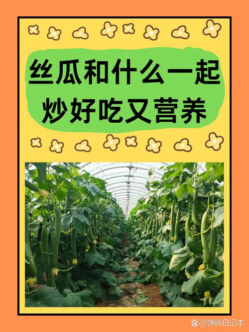 丝瓜、草莓、秋葵、茄子如何搭配才能无限享受绿巨人般的健康体魄? 丝瓜、草莓、秋葵、茄子如何搭配才能无限享受绿巨人般的健康体魄?