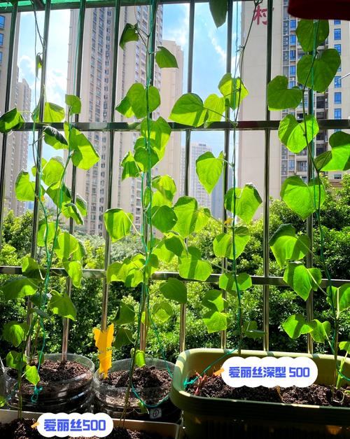 家庭阳台种植绿巨人千层浪樱桃秋葵黄瓜的18个高产技巧，轻松打造健康菜园