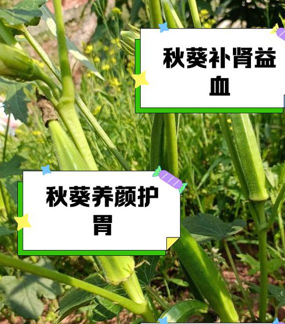 2025权威解析:幸福宝秋葵5大健康功效与种植技巧全攻略 2025权威解析:幸福宝秋葵5大健康功效与种植技巧全攻略