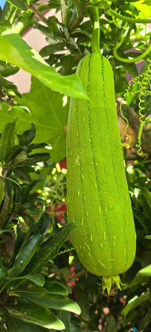 7个草莓丝瓜榴莲秋葵种植避坑指南：农科院专家亲授绿色高产秘诀