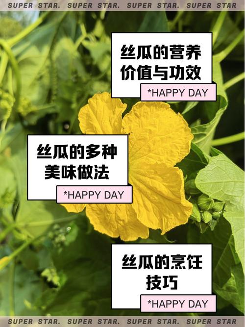 丝瓜草莓视频app使用指南：5大实用技巧+新手必看教程（附高清素材获取攻略）