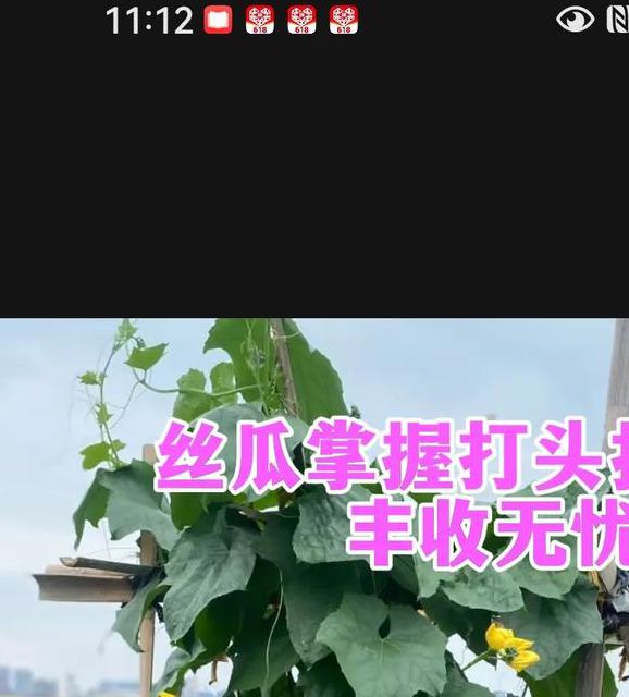 丝瓜黄瓜种植如何结合绿巨人技术?富二代的农业创业新思路有哪些? 丝瓜黄瓜种植如何结合绿巨人技术?富二代的农业创业新思路有哪些?