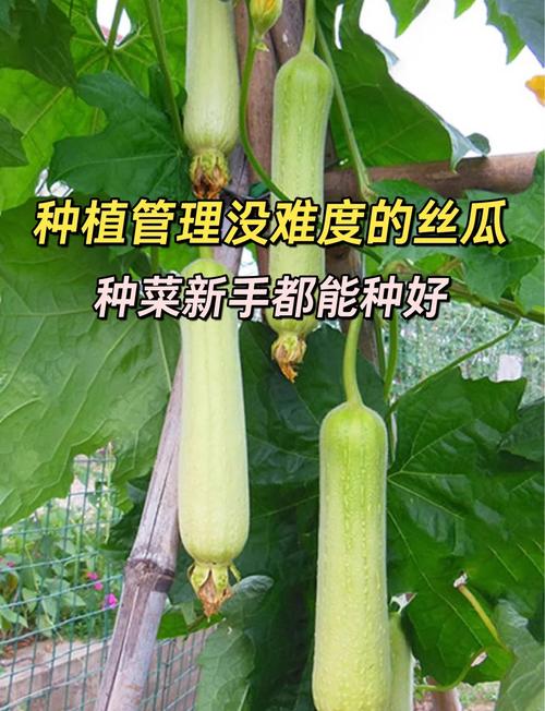 丝瓜黄瓜种植如何结合绿巨人技术?富二代的农业创业新思路有哪些? 丝瓜黄瓜种植如何结合绿巨人技术?富二代的农业创业新思路有哪些?