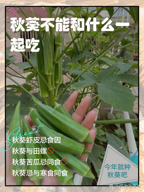 绿巨人视频APP秋葵视频免费版安全吗?如何避免资源获取风险? 绿巨人视频APP秋葵视频免费版安全吗?如何避免资源获取风险?
