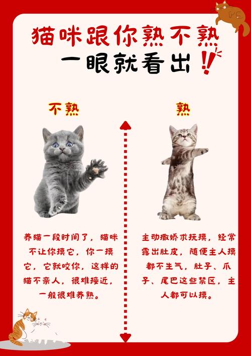 精选30部小猫视频免费观看:萌宠日常+训练技巧(宠物医生推荐) 精选30部小猫视频免费观看:萌宠日常+训练技巧(宠物医生推荐)